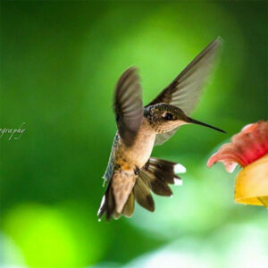 When Spring Hums